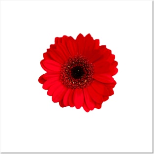 Red Gerbera daisy Flower Posters and Art